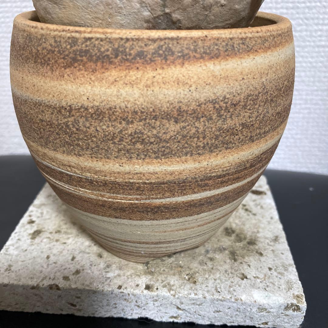 秋の値下げ❕パキポディウム　ブレビカウレ　恵比寿笑　鉢付き