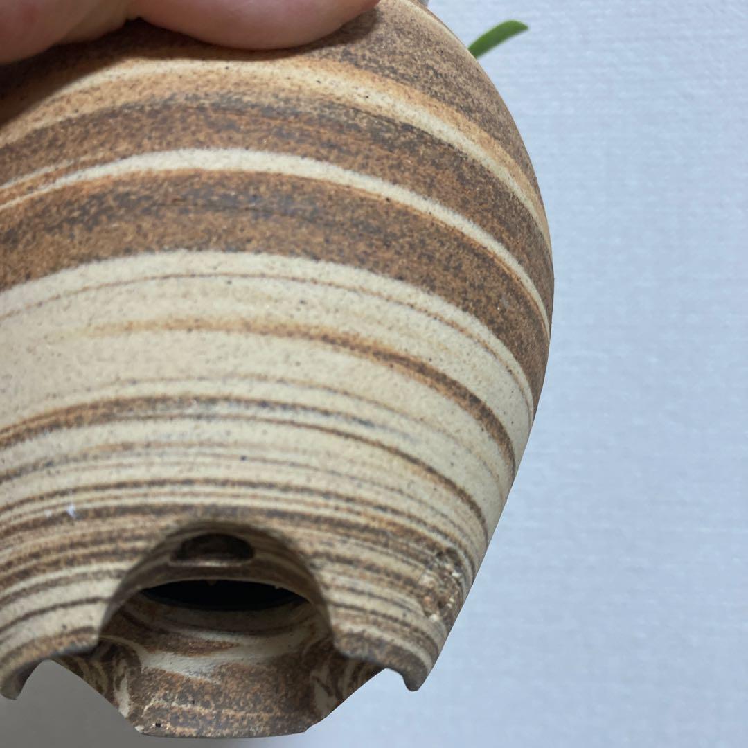 秋の値下げ❕パキポディウム　ブレビカウレ　恵比寿笑　鉢付き