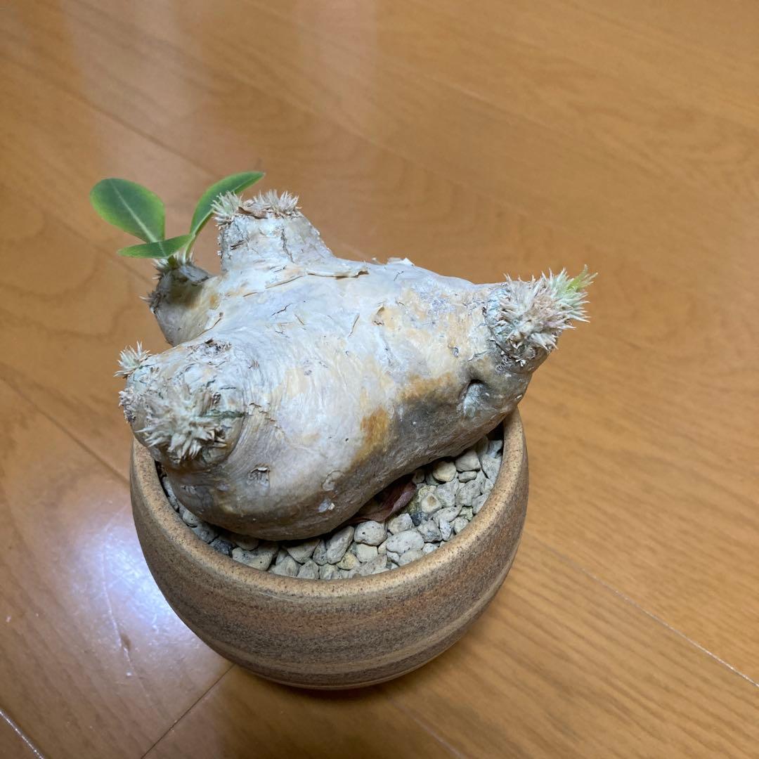 秋の値下げ❕パキポディウム　ブレビカウレ　恵比寿笑　鉢付き