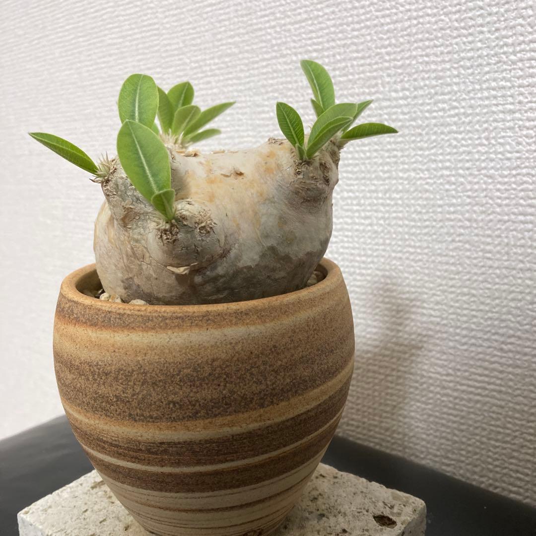 秋の値下げ❕パキポディウム　ブレビカウレ　恵比寿笑　鉢付き