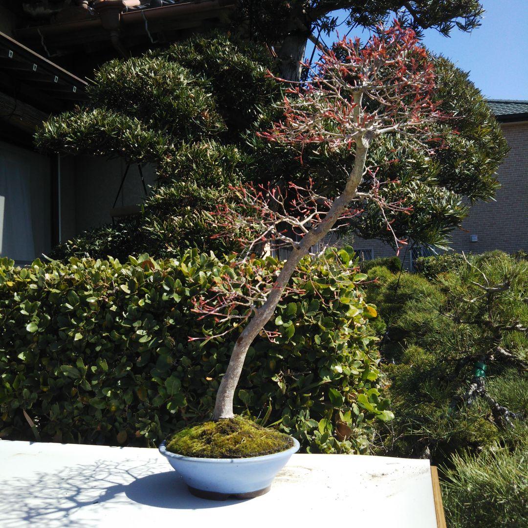 紅葉盆栽 鉢ごと発送 もみじ一鉢 実生25年 文人 盆栽 送料無料 BONSAI