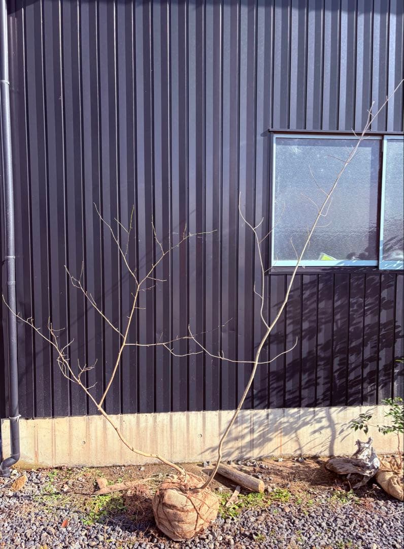 57 天然山採りアオダモ×クロモジ