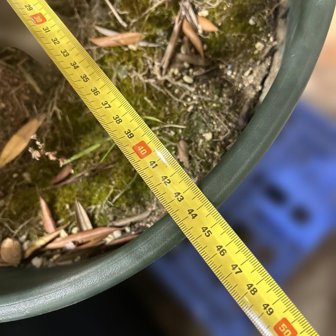 6328【戸塚区引取り、地域限定配送】実付き☆2.65m オリーブアルベキーナ？