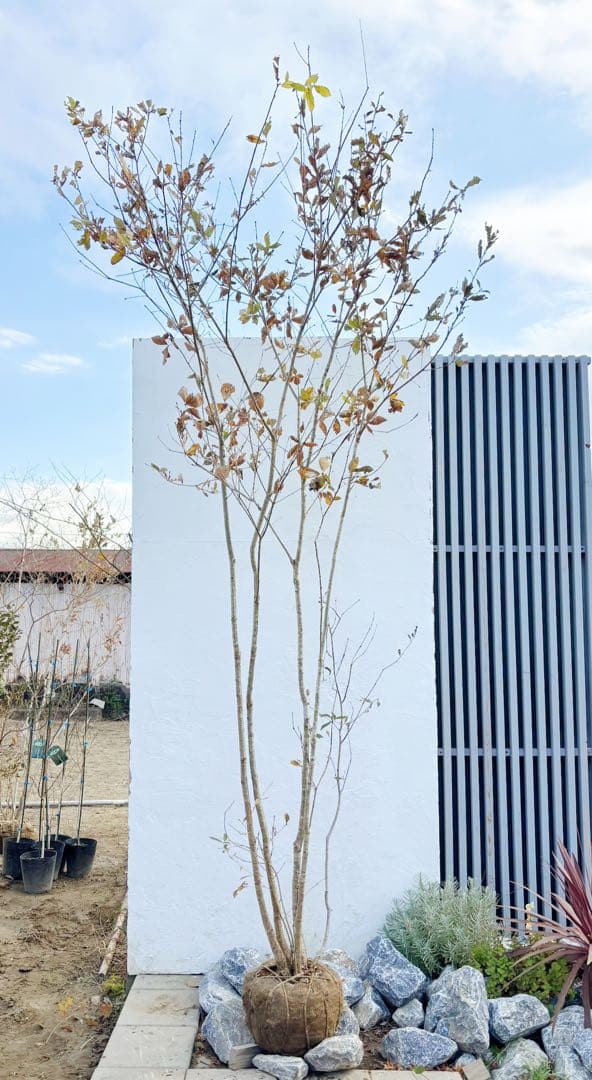 希少。銀幹 山採りコナラ株立ち3.4M(鉢底から)