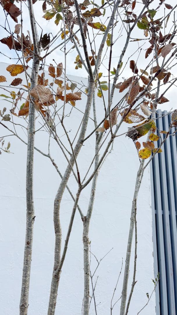 希少。銀幹 山採りコナラ株立ち3.4M(鉢底から)