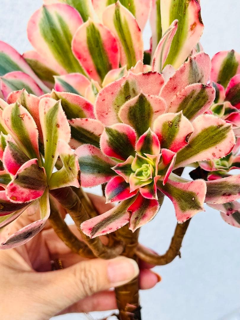 41.【現品　そのまま発送】アエオ「ピンクウィッチ」葉焼け・傷有り　大群生‼️