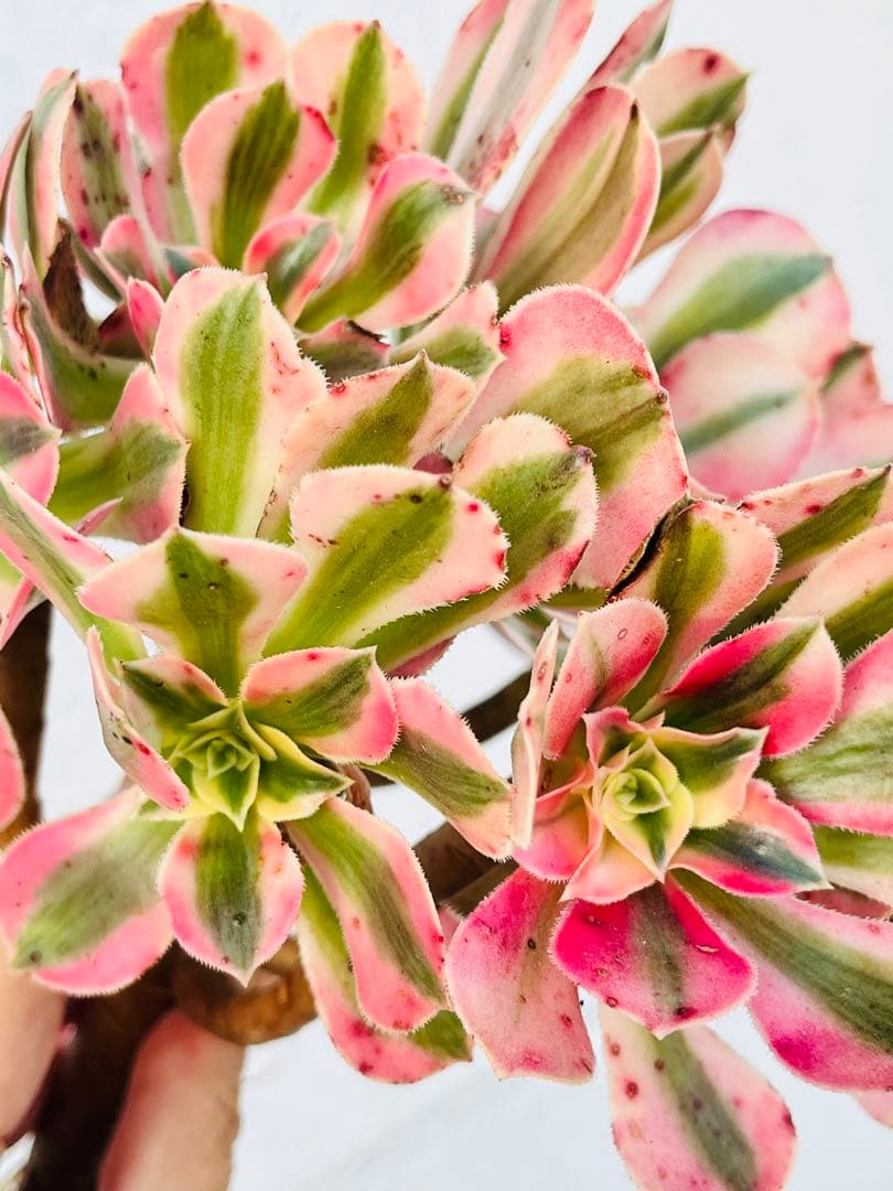 41.【現品　そのまま発送】アエオ「ピンクウィッチ」葉焼け・傷有り　大群生‼️