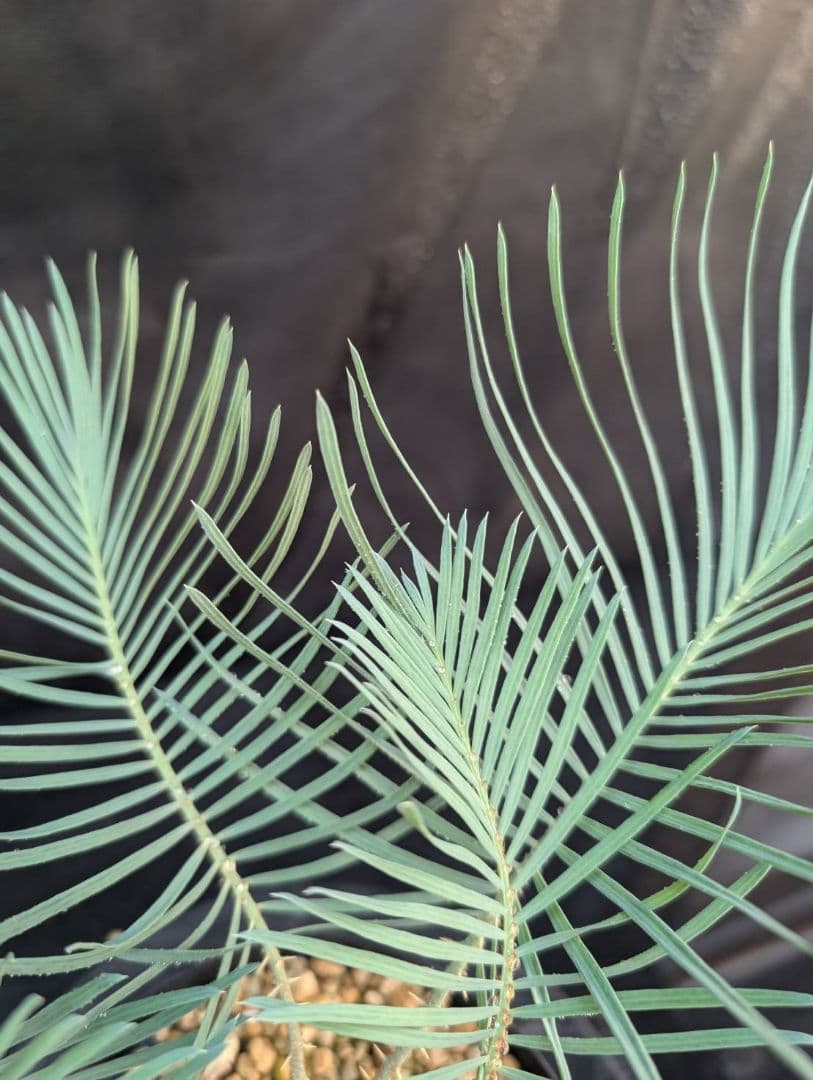 決算創業祭 お買い得 サイカスカイルンシアナ ウネリ葉 貴重 レア