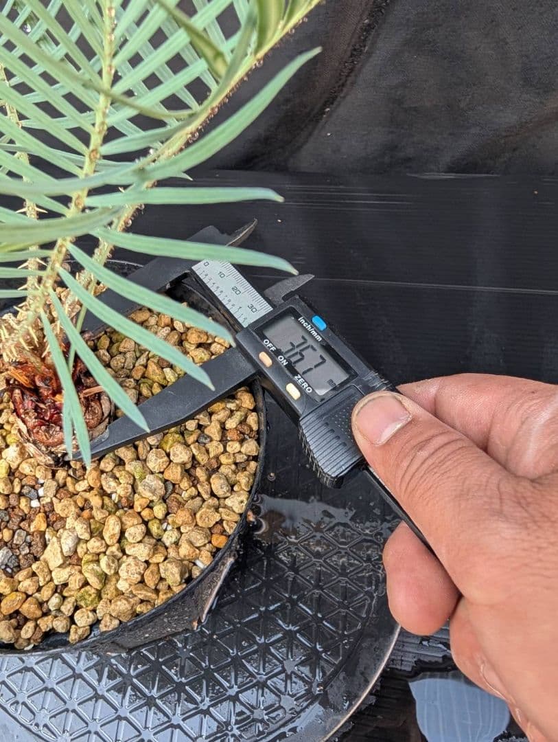 決算創業祭 お買い得 サイカスカイルンシアナ ウネリ葉 貴重 レア