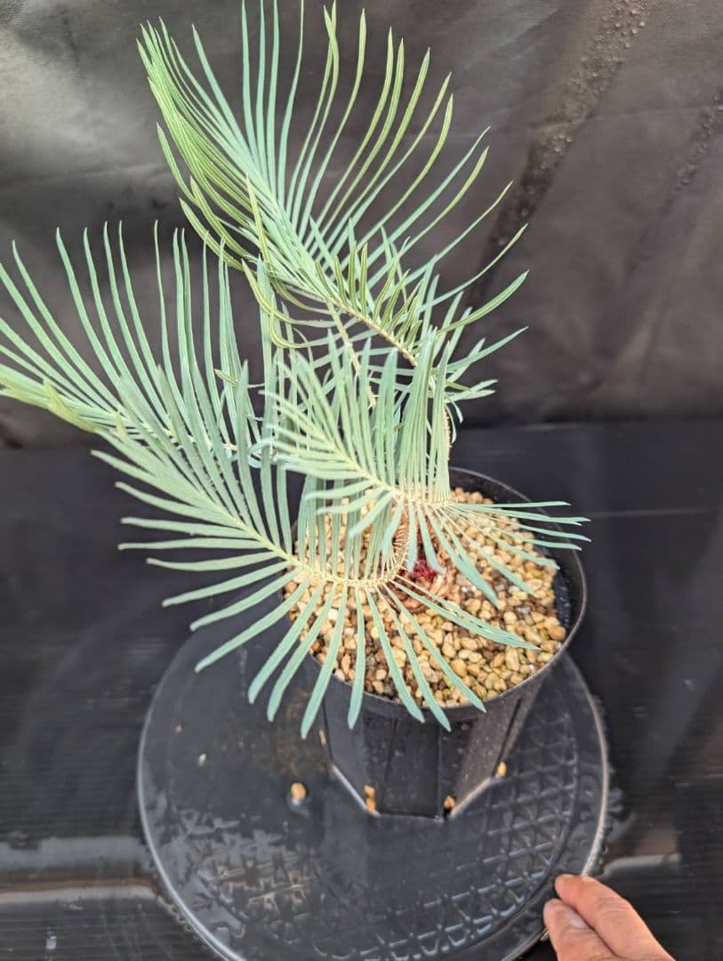 決算創業祭 お買い得 サイカスカイルンシアナ ウネリ葉 貴重 レア