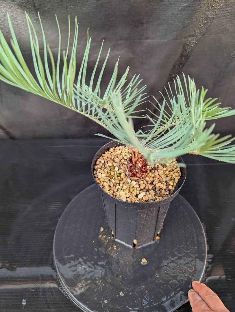 決算創業祭 お買い得 サイカスカイルンシアナ ウネリ葉 貴重 レア