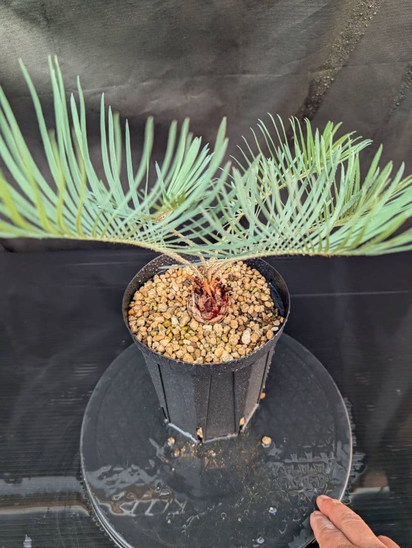 決算創業祭 お買い得 サイカスカイルンシアナ ウネリ葉 貴重 レア