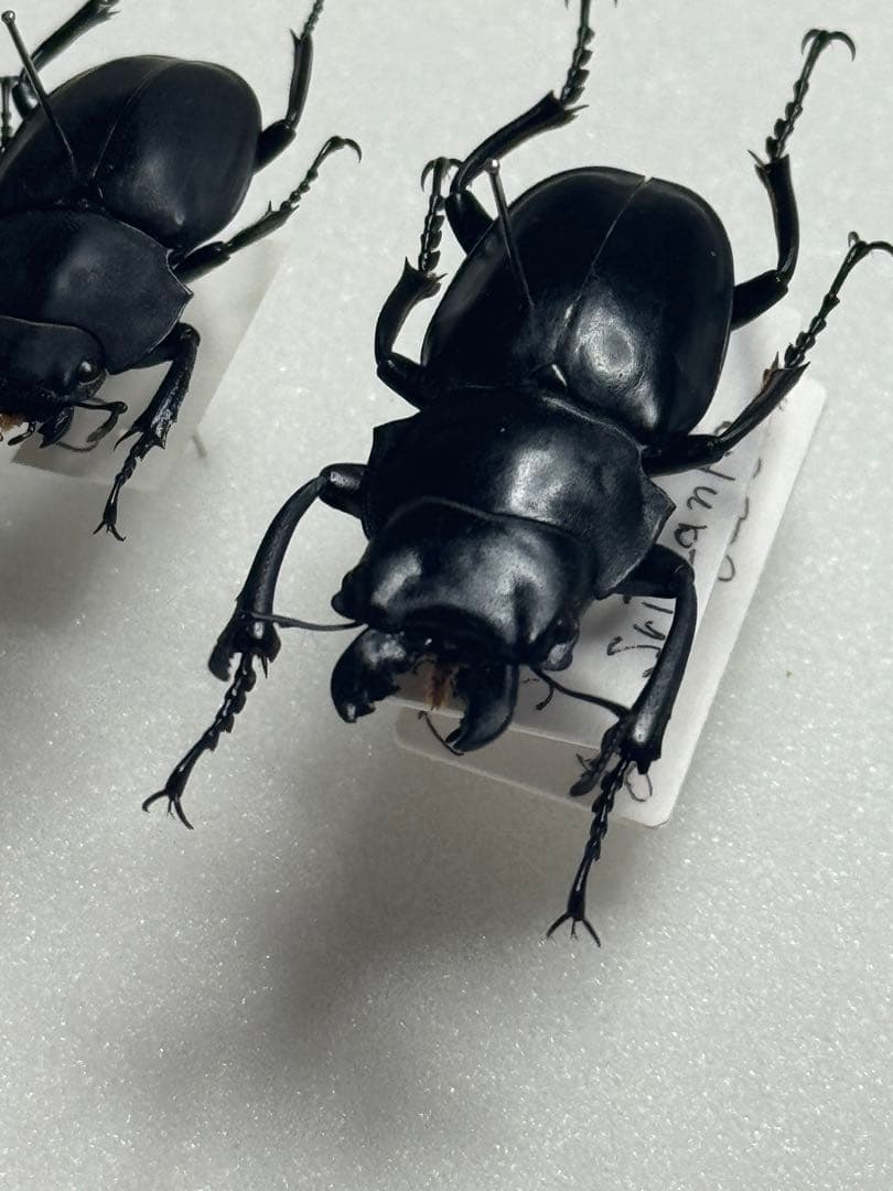 【野外標本】ニグリータツヤクワガタ ペア Odontolabis nigrita