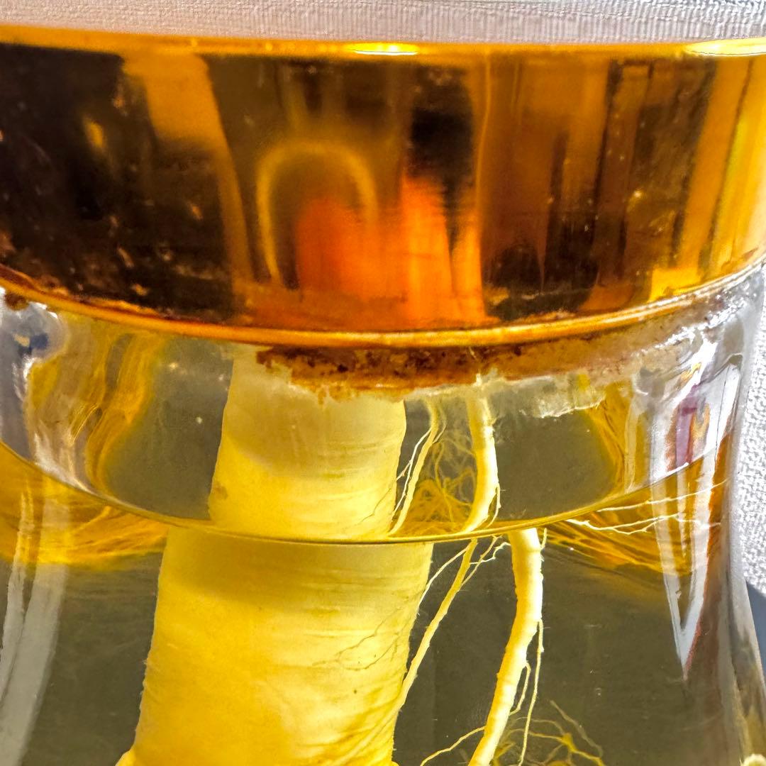 高麗人参　約40年物　古酒　ビンテージ　ガラス瓶　金色　富士商事　健康酒