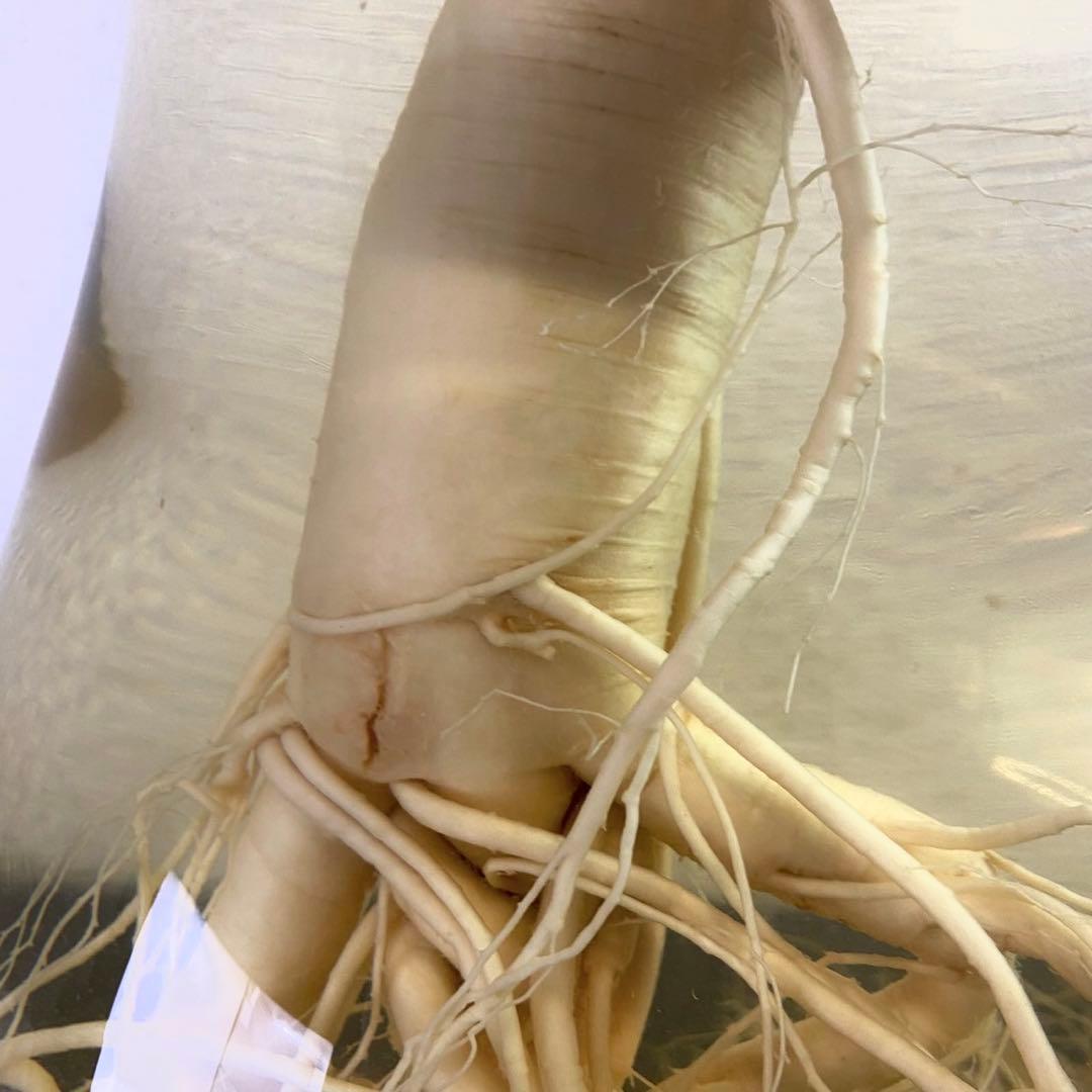 高麗人参　約40年物　古酒　ビンテージ　ガラス瓶　金色　富士商事　健康酒