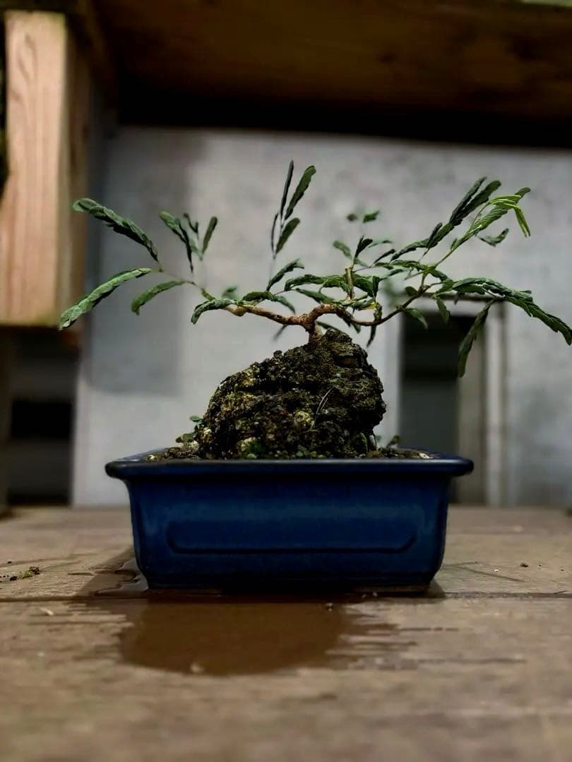 タカボーネムノキ　コーデックス　ゴツゴツ肌　レア　希少　塊根植物