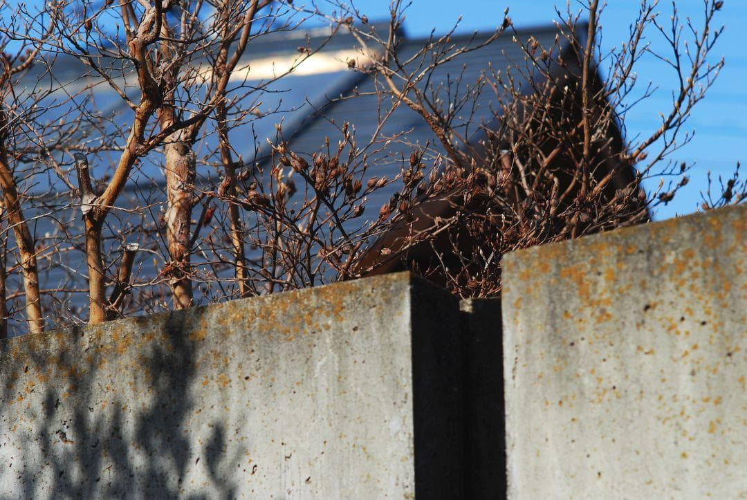 Nikon NIKKOR-P 初期非Ai 105mm f2.5 試写あり 実用品