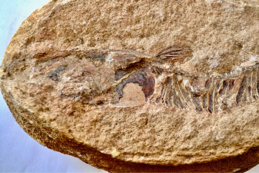 ブラジル・セアラ州産、一億数千万年前の獰猛な絶滅古代魚、ヴィンクティフェルの化石