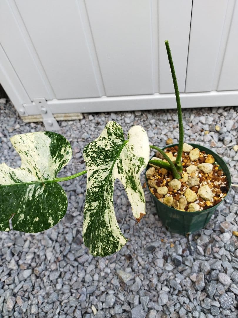 モンステラA13 ベトシオーサデリシオーサ　鉢ごと発送