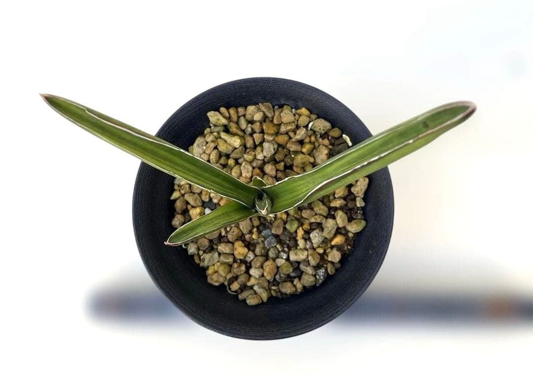 超希少　サンスベリア　斑入りカナリキュラタ　カナリキュラータ　ナナ　本物