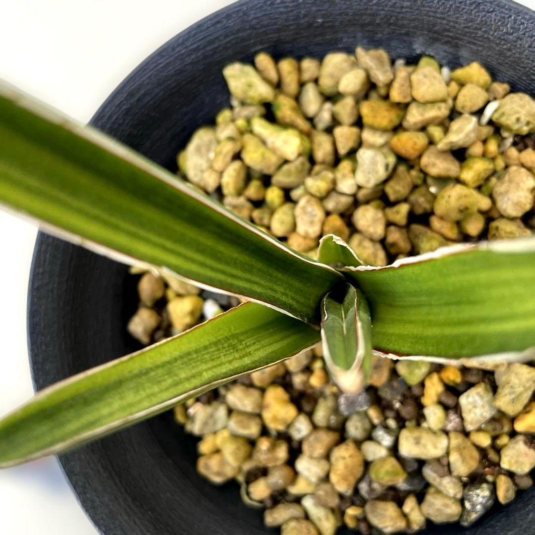 超希少　サンスベリア　斑入りカナリキュラタ　カナリキュラータ　ナナ　本物