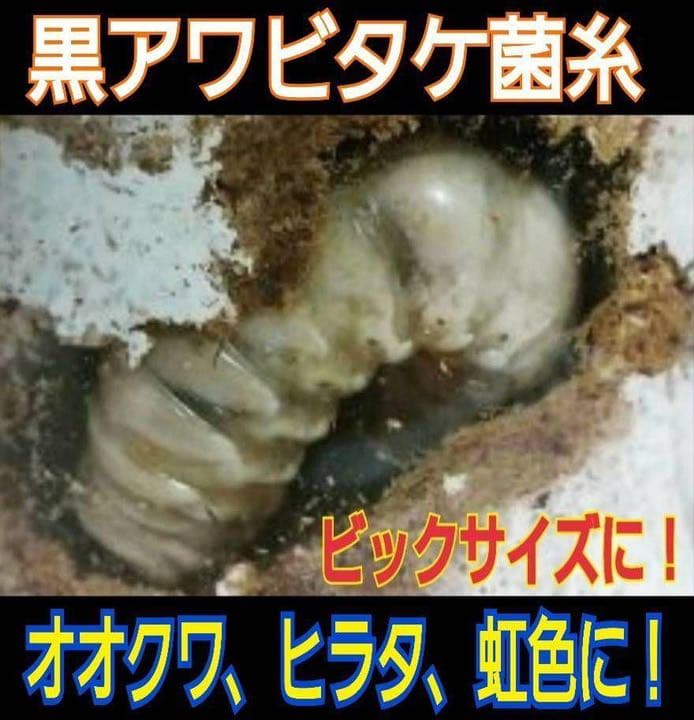極上！黒アワビタケ菌糸瓶【7本】初令、2令に最適なサイズ！ニジイロクワガタに！