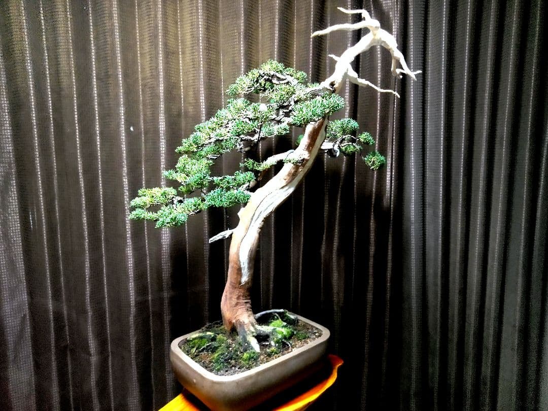 【樹高66㎝大品真柏盆栽】　　⭕樹齢50年超…セール品❗　　　 ★セール延長中★