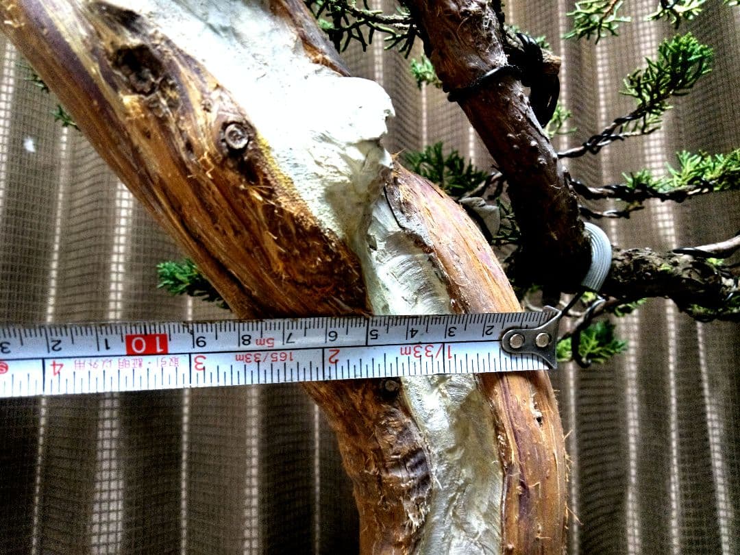 【樹高66㎝大品真柏盆栽】　　⭕樹齢50年超…セール品❗　　　 ★セール延長中★