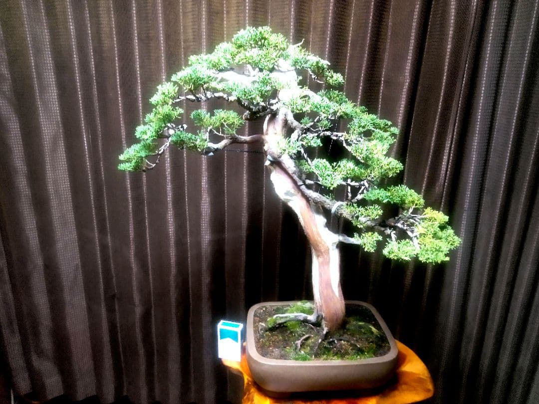 【樹高66㎝大品真柏盆栽】　　⭕樹齢50年超…セール品❗　　　 ★セール延長中★