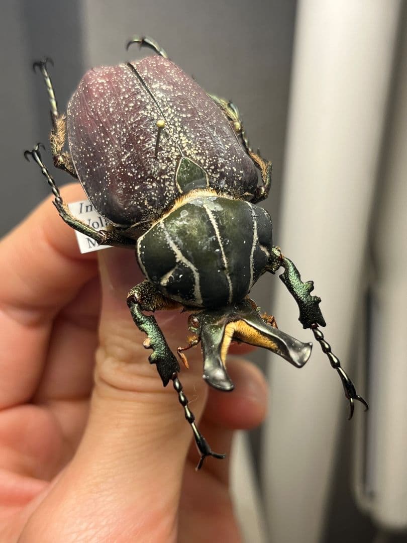 【56mm】インカツノコガネ メキシコ産 昆虫標本 ハナムグリ