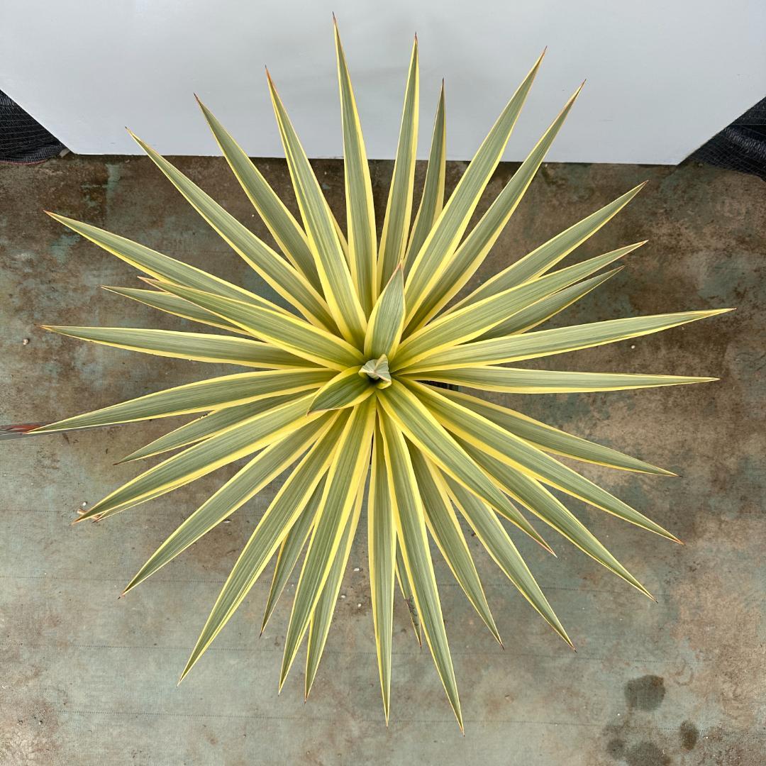 ユッカ　グロリオサ　ブライトスター【21-407】