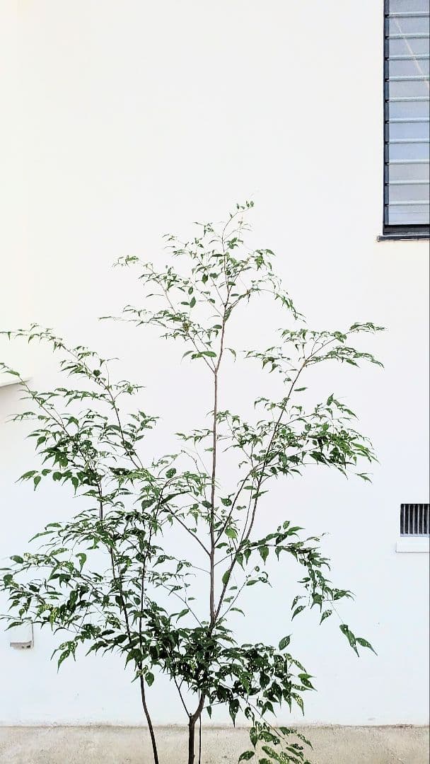 アウトレット。山採りハイノキ。