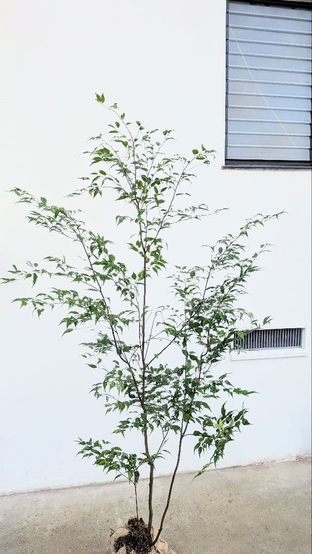 アウトレット。山採りハイノキ。