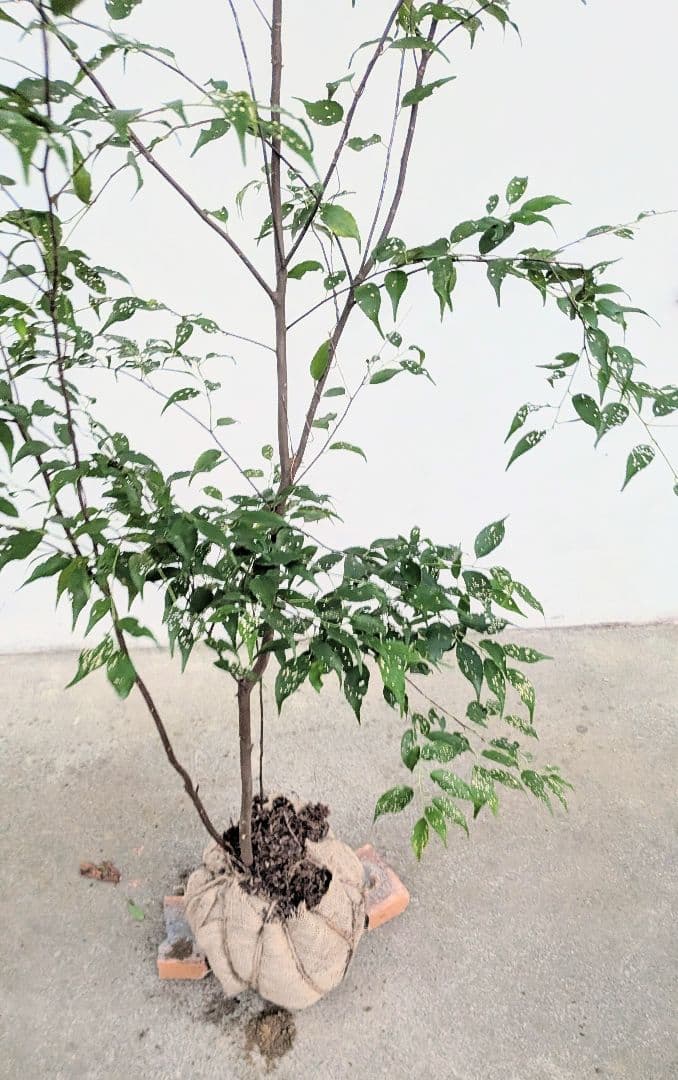 アウトレット。山採りハイノキ。