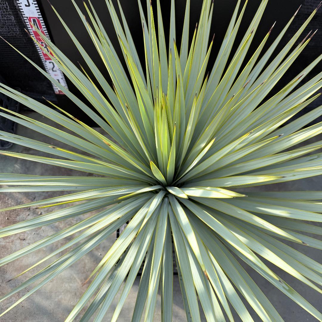 【AL1181】ユッカ　ロストラータ　シルバー　極太