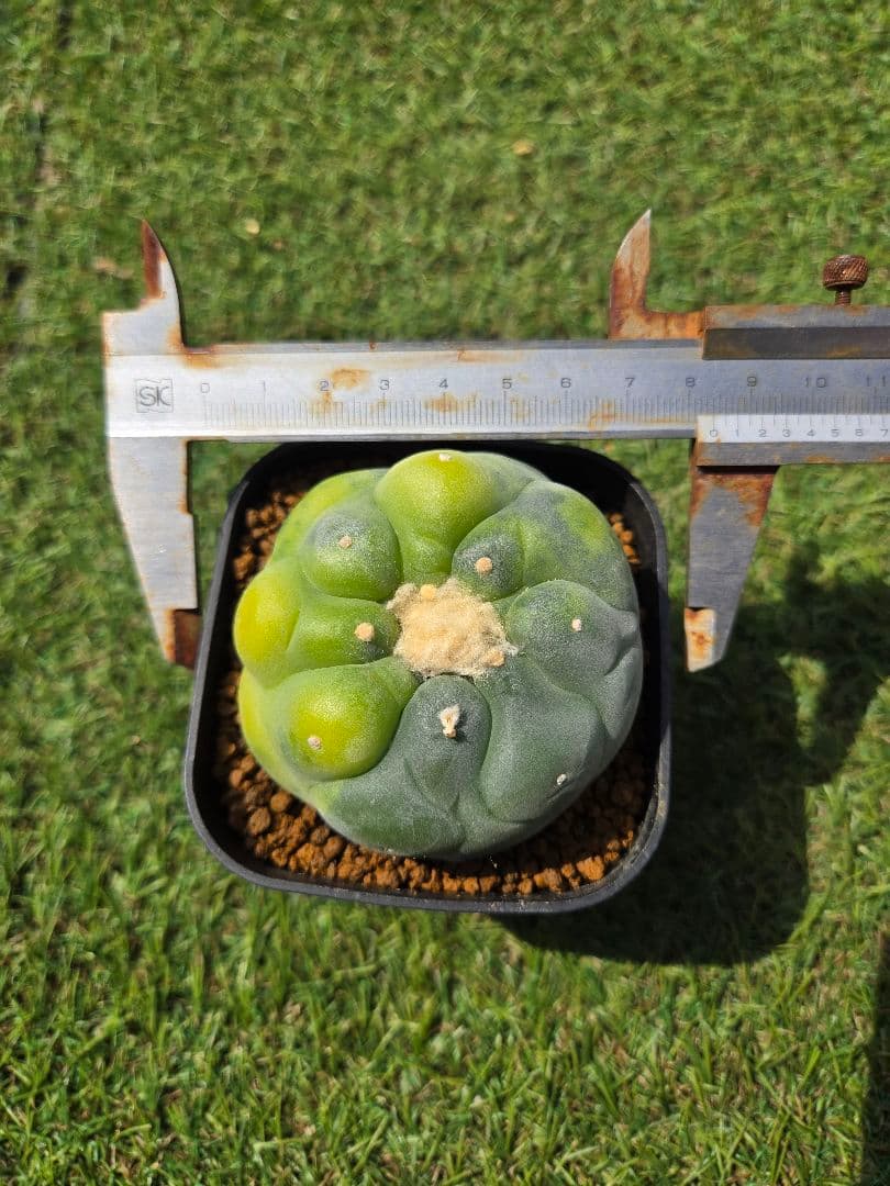 銀冠玉錦　実生　サボテン