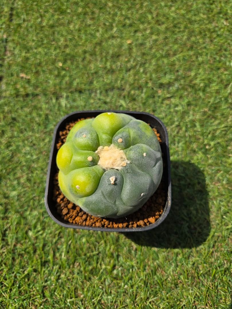 銀冠玉錦　実生　サボテン