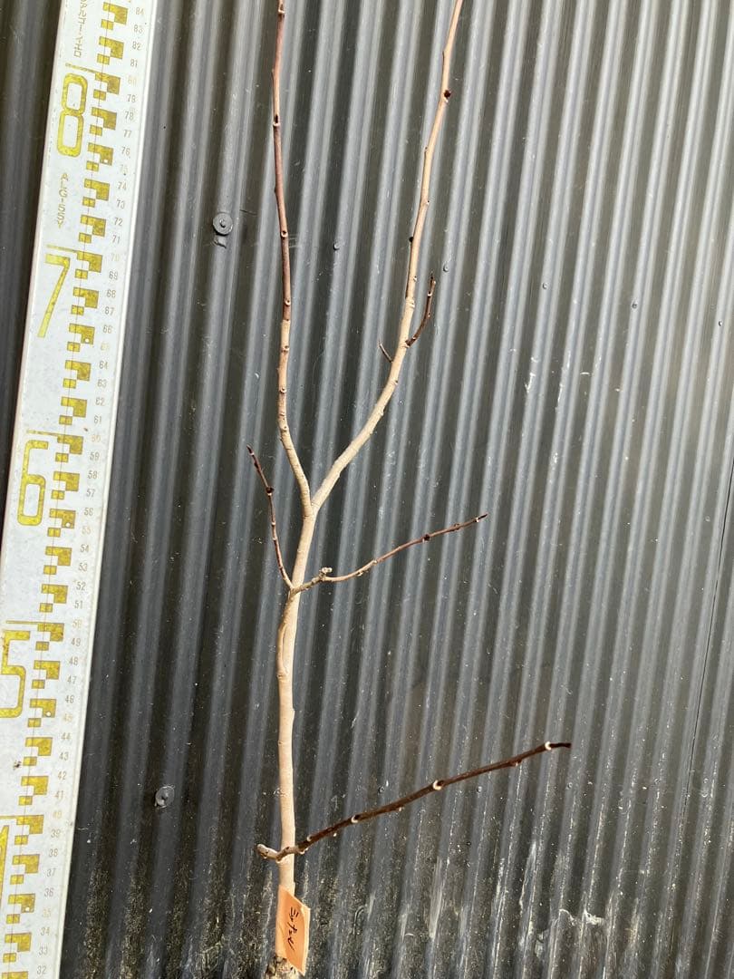 接木　ポポー　ミッチェル　苗木