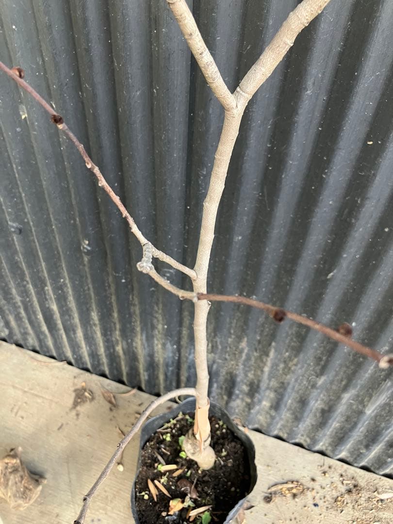 接木　ポポー　ミッチェル　苗木