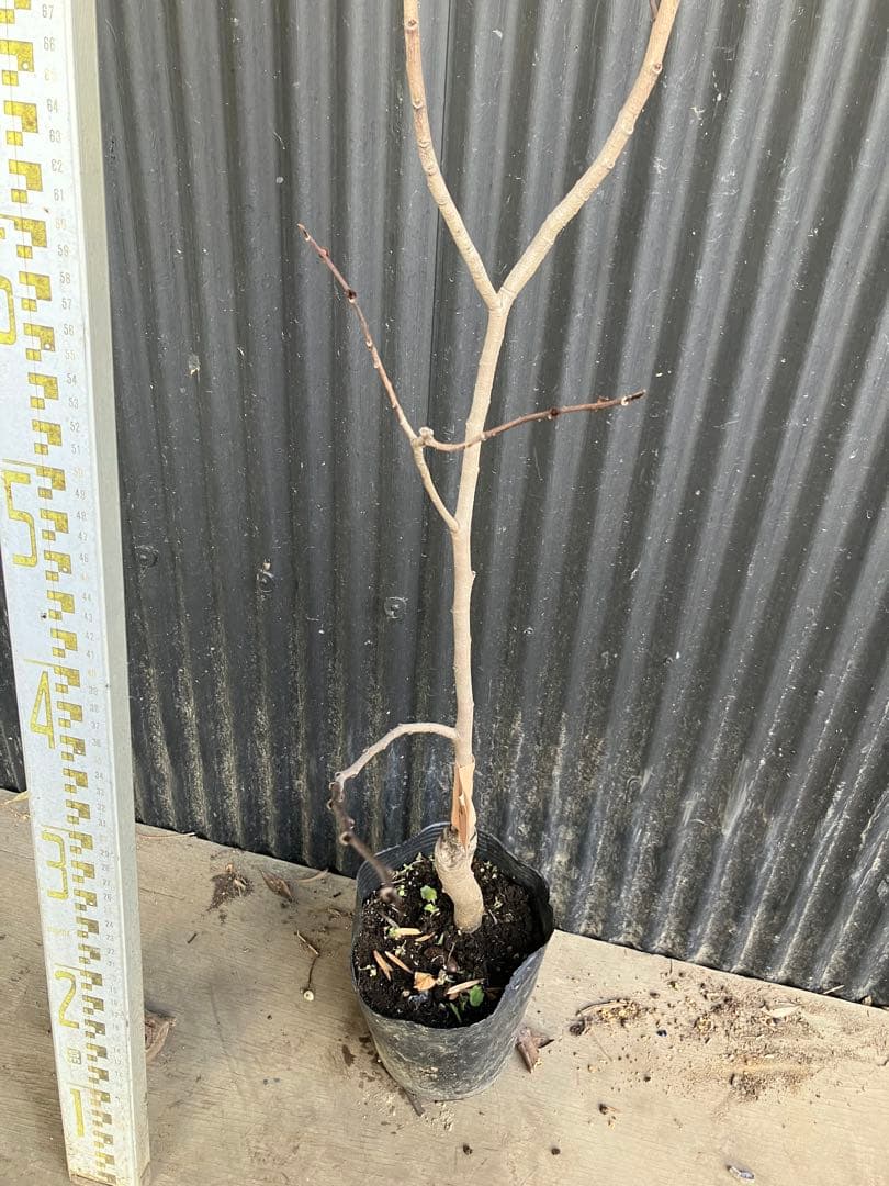 接木　ポポー　ミッチェル　苗木