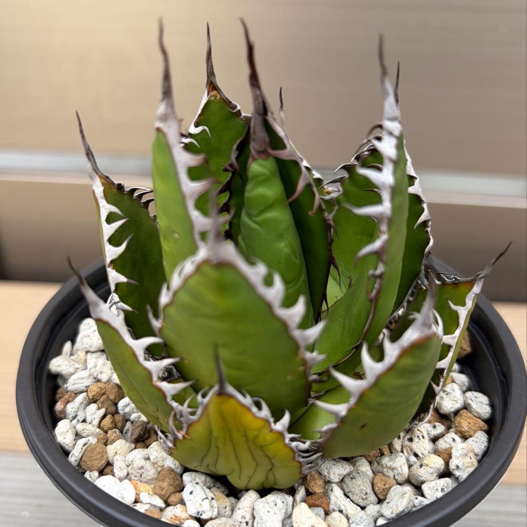 アガベ　強棘　ホリダ　ギルベイ