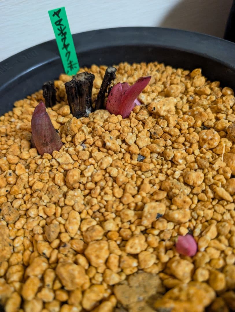 山芍薬赤花　北海道産