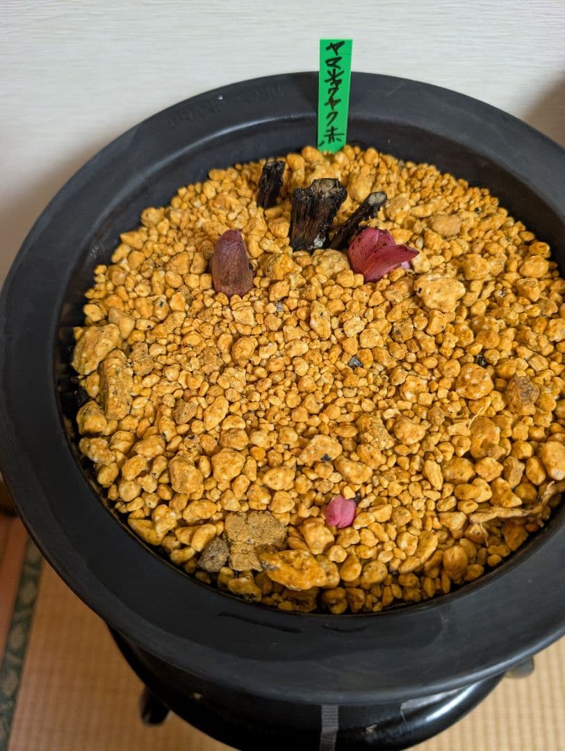 山芍薬赤花　北海道産