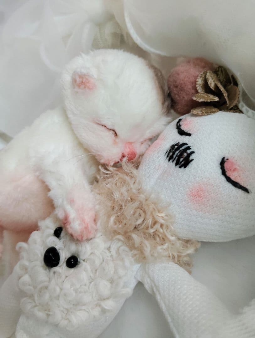 生後１日❤生まれたての子猫ちゃん♡バスケットとクマたん♡アートドール♡ぬいぐるみ