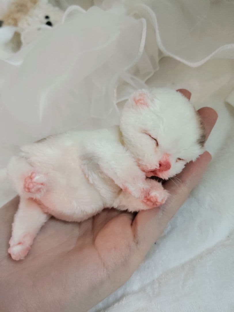 生後１日❤生まれたての子猫ちゃん♡バスケットとクマたん♡アートドール♡ぬいぐるみ