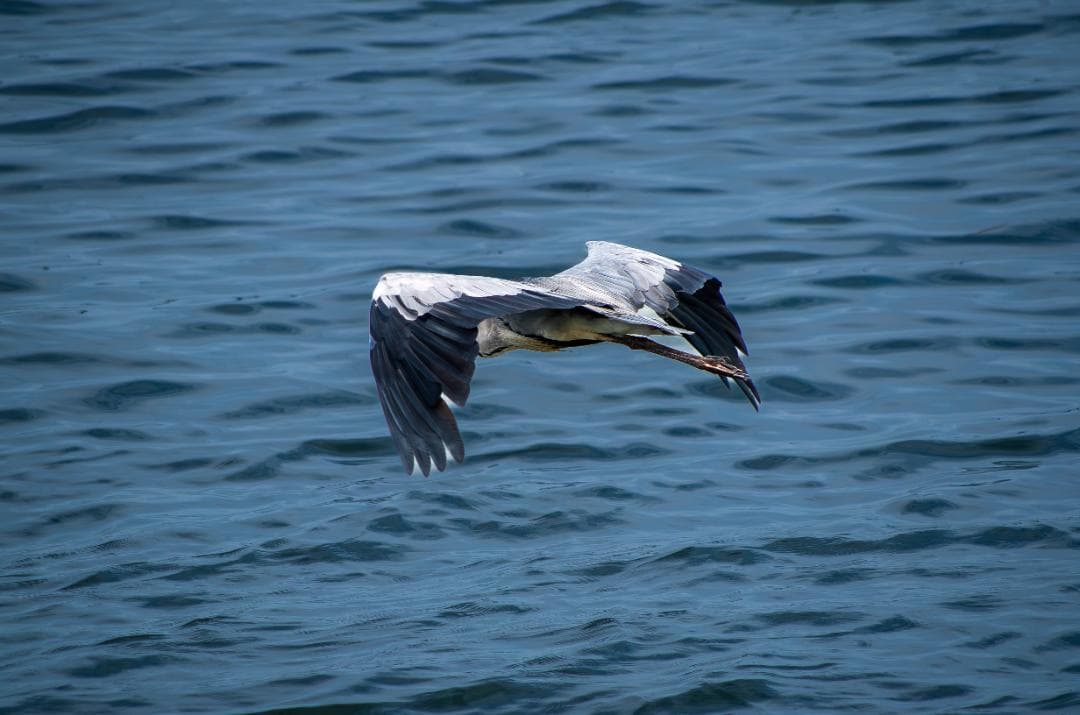 みやし様用【黒死病修理済】【訳アリ】PENTAX K-5０