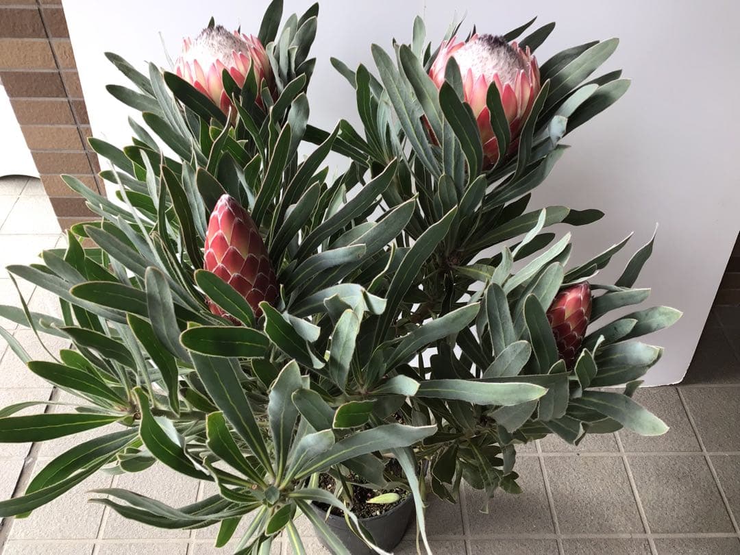 幹が太く根もしっかり張ってるプロテア・ポッサムマジック4輪咲き