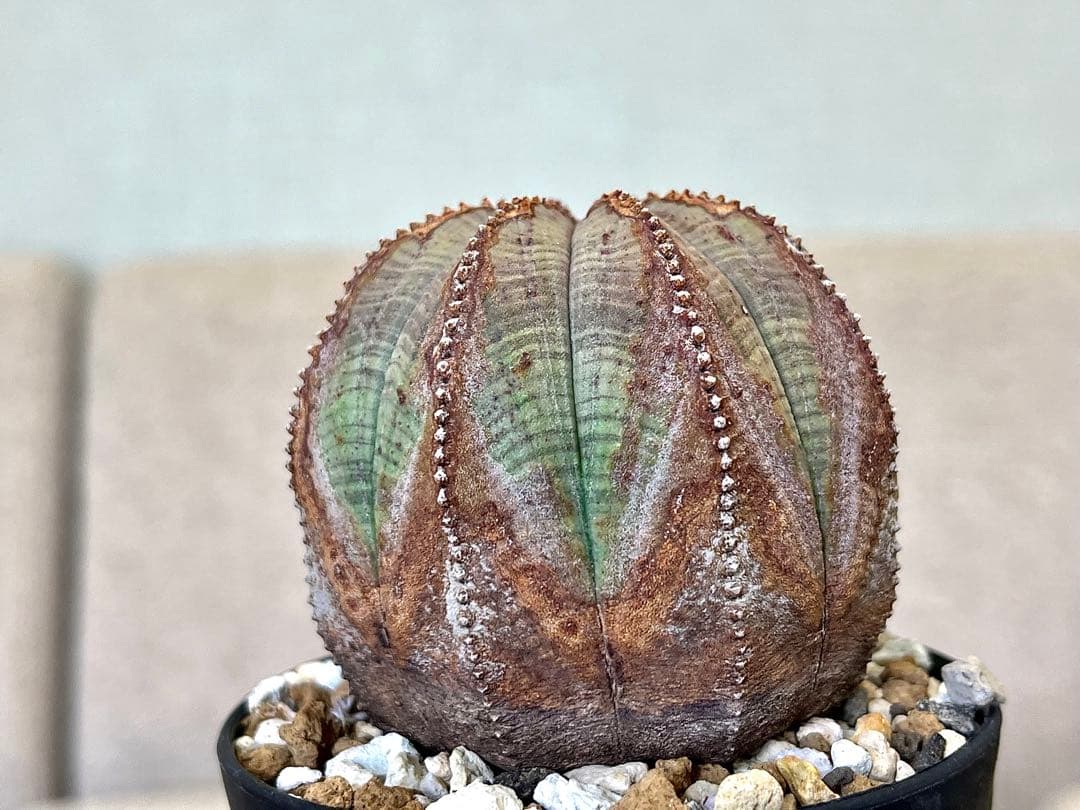 ユーフォルビア オベサ ヨーロッパ株 オールド 木質化