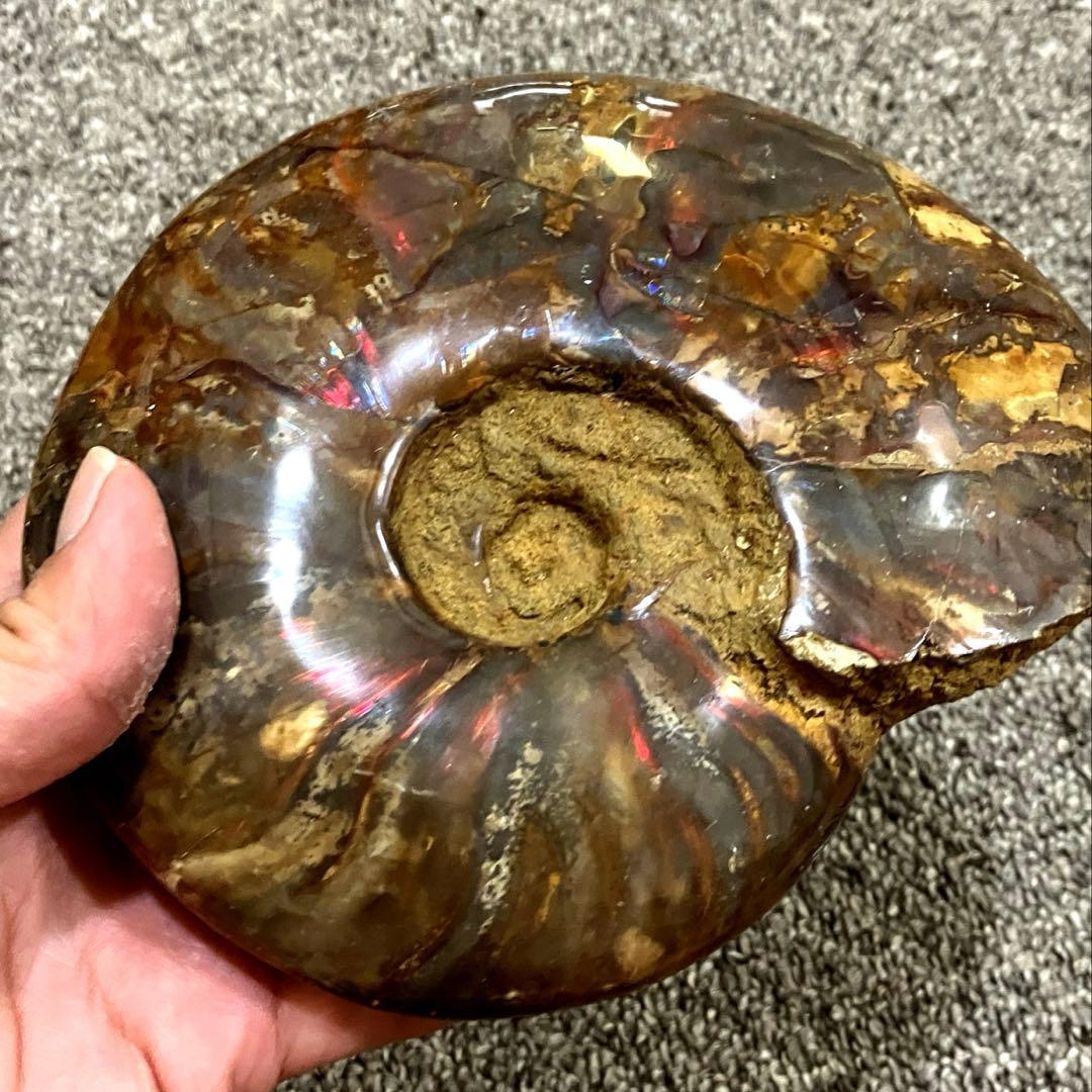 アンモナイト　化石　858g