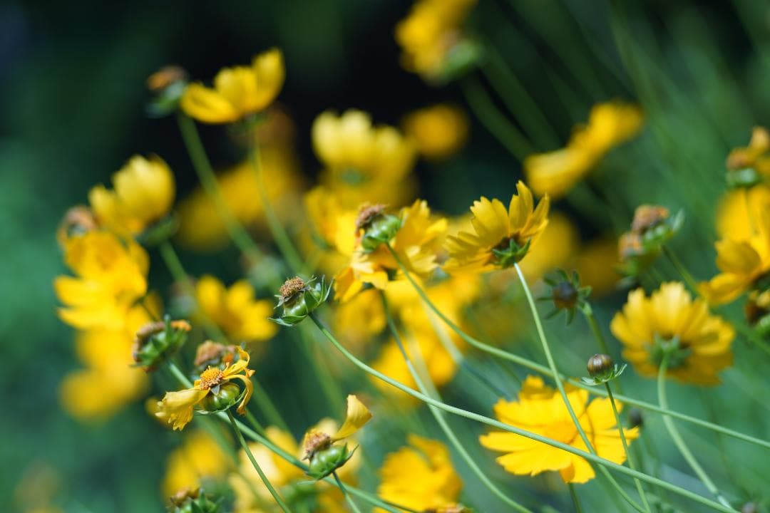 フィルムカメラ LEICA ELMARIT-R 135mm F2.8 2CAM